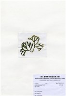藏品(臺灣松藻)的圖片